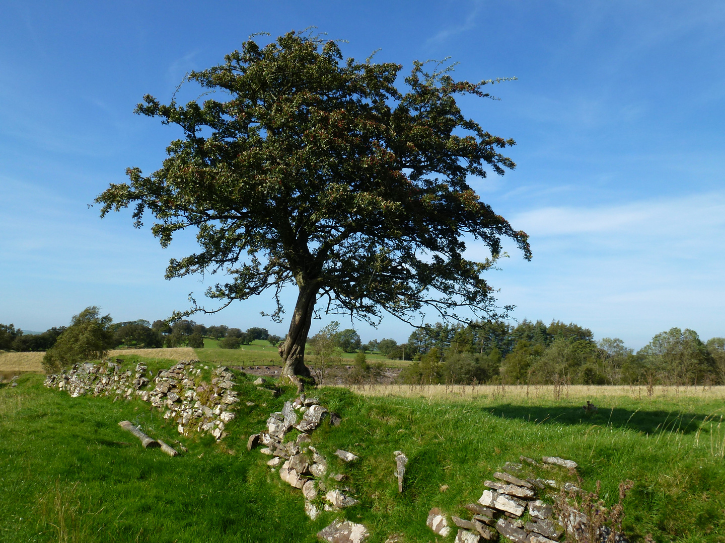 Baum in Brecon Beacon, Wales