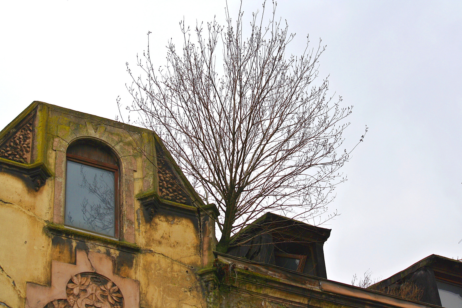 Baum in Bruckhausen