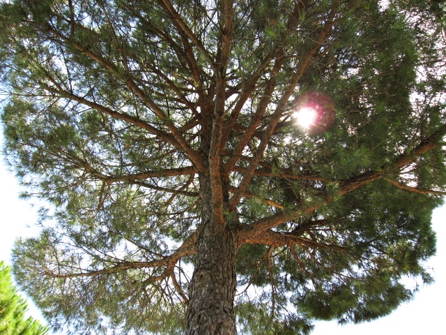 Baum in Calenzano