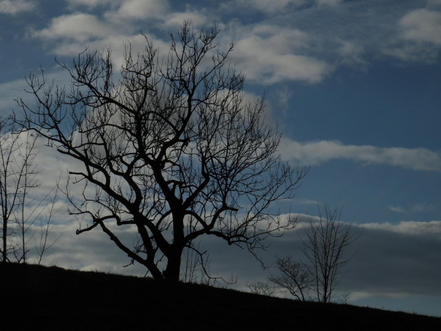 Baum in Dämmerung