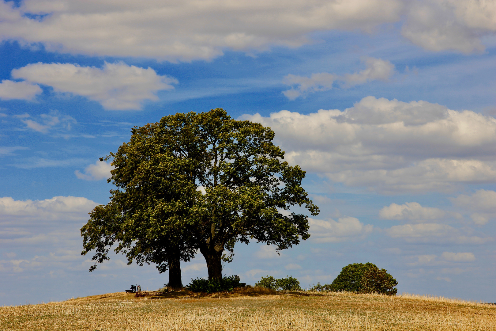 Baum in dem Wolken