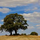 Baum in dem Wolken