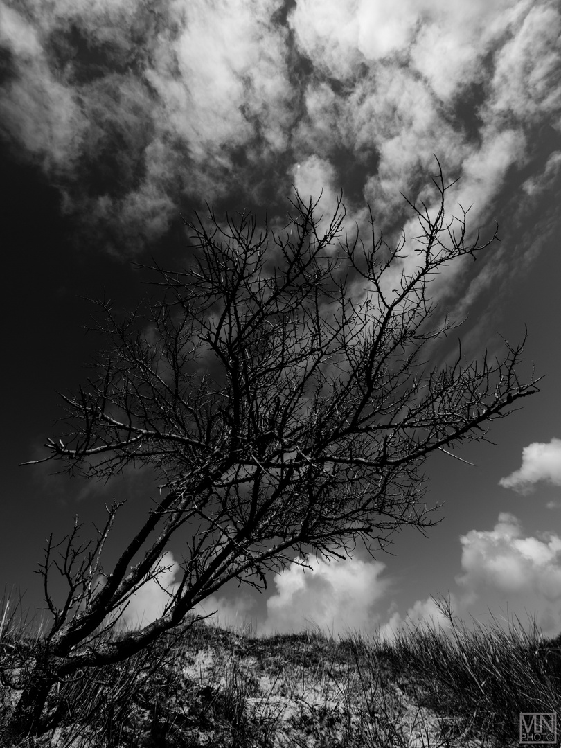 Baum in den Dünen