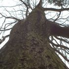 Baum in den Himmel