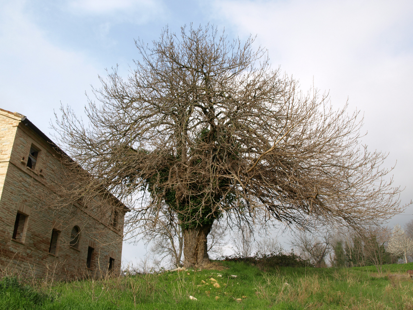 Baum in den Marken