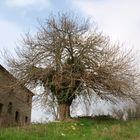 Baum in den Marken