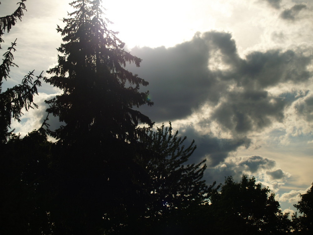 baum in den sonnenstrahlen