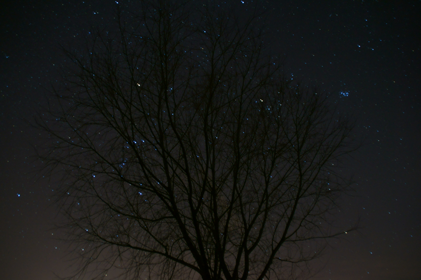 Baum in den Sternen