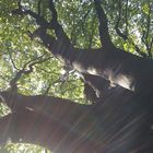 Baum in den Strahlen der Sonne