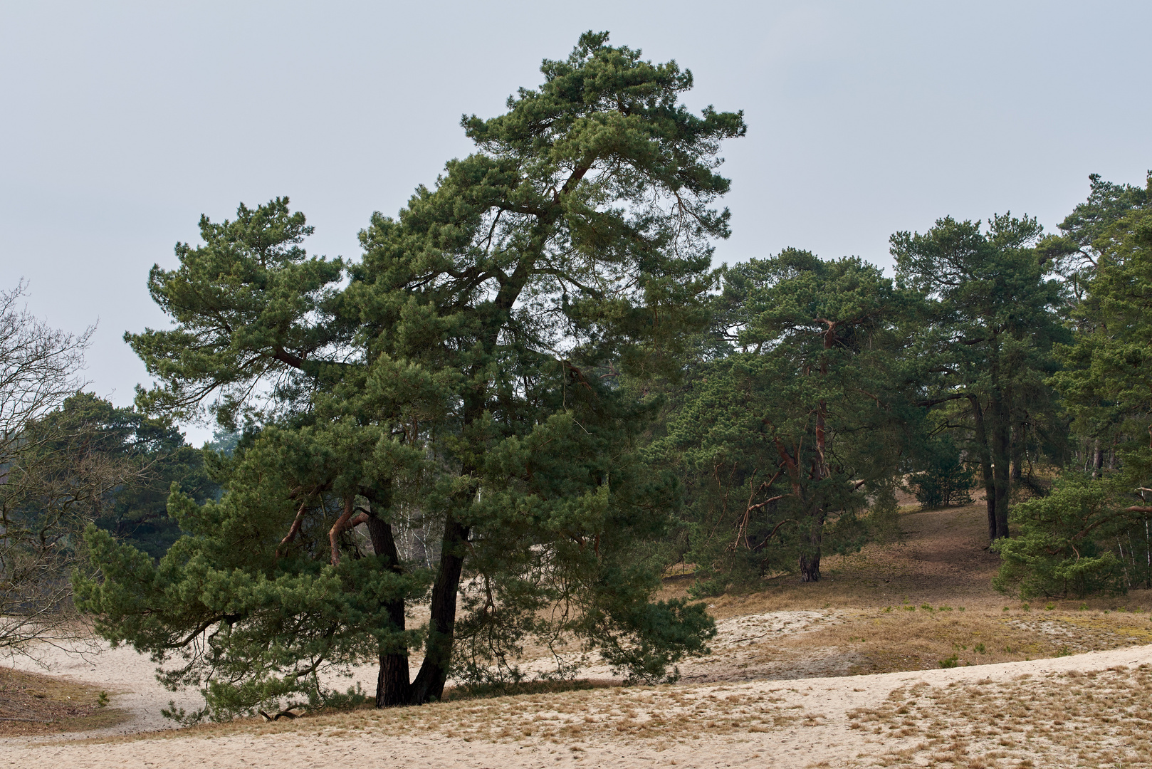 Baum in den Verdener Dünen