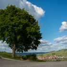 Baum in den Weinbergen