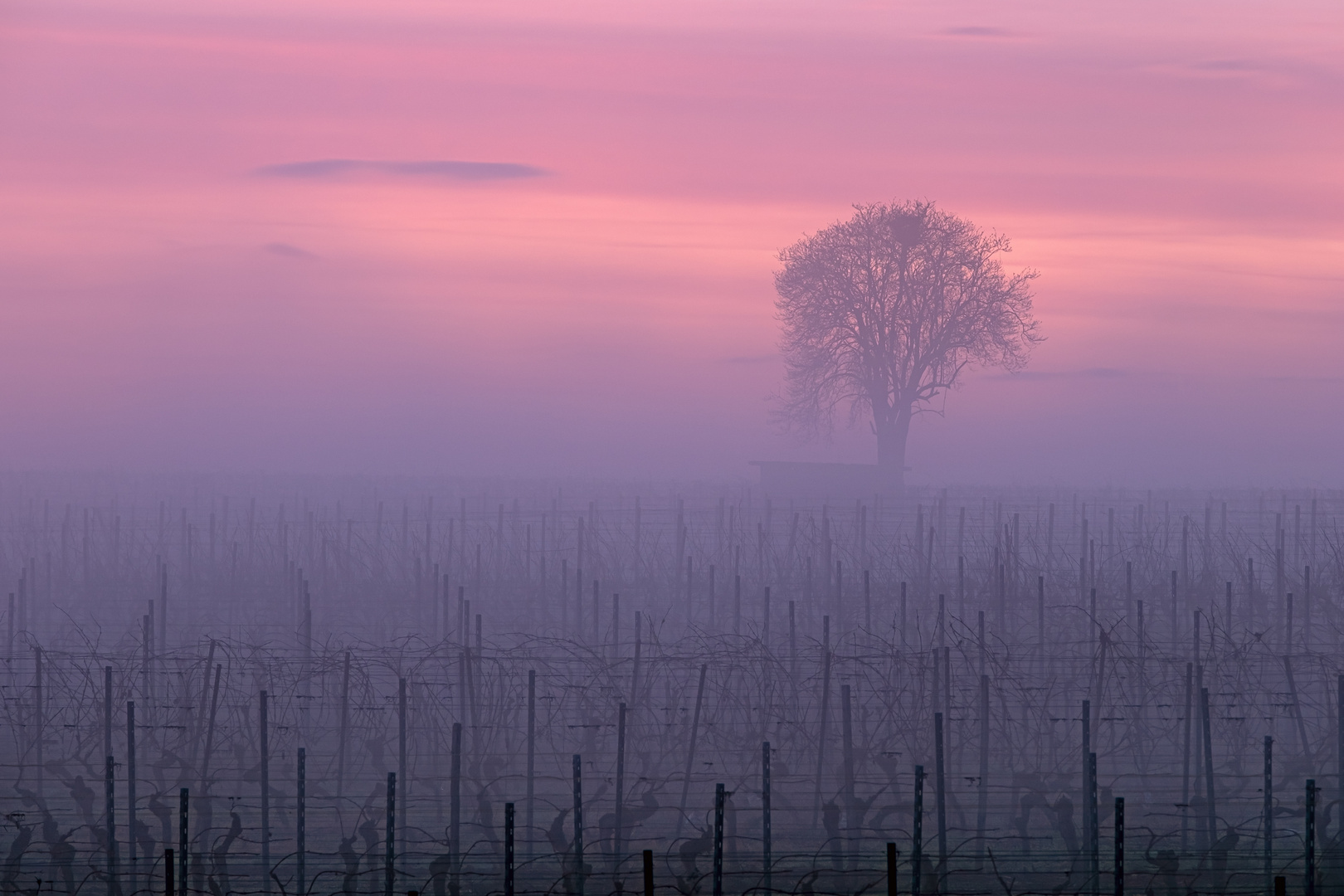 Baum in den Weinbergen 2