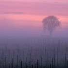 Baum in den Weinbergen 2