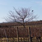 Baum in den Weinbergen