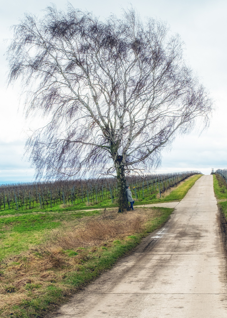 Baum in den Weinbergen