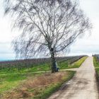 Baum in den Weinbergen