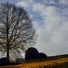 Baum in den Wolken