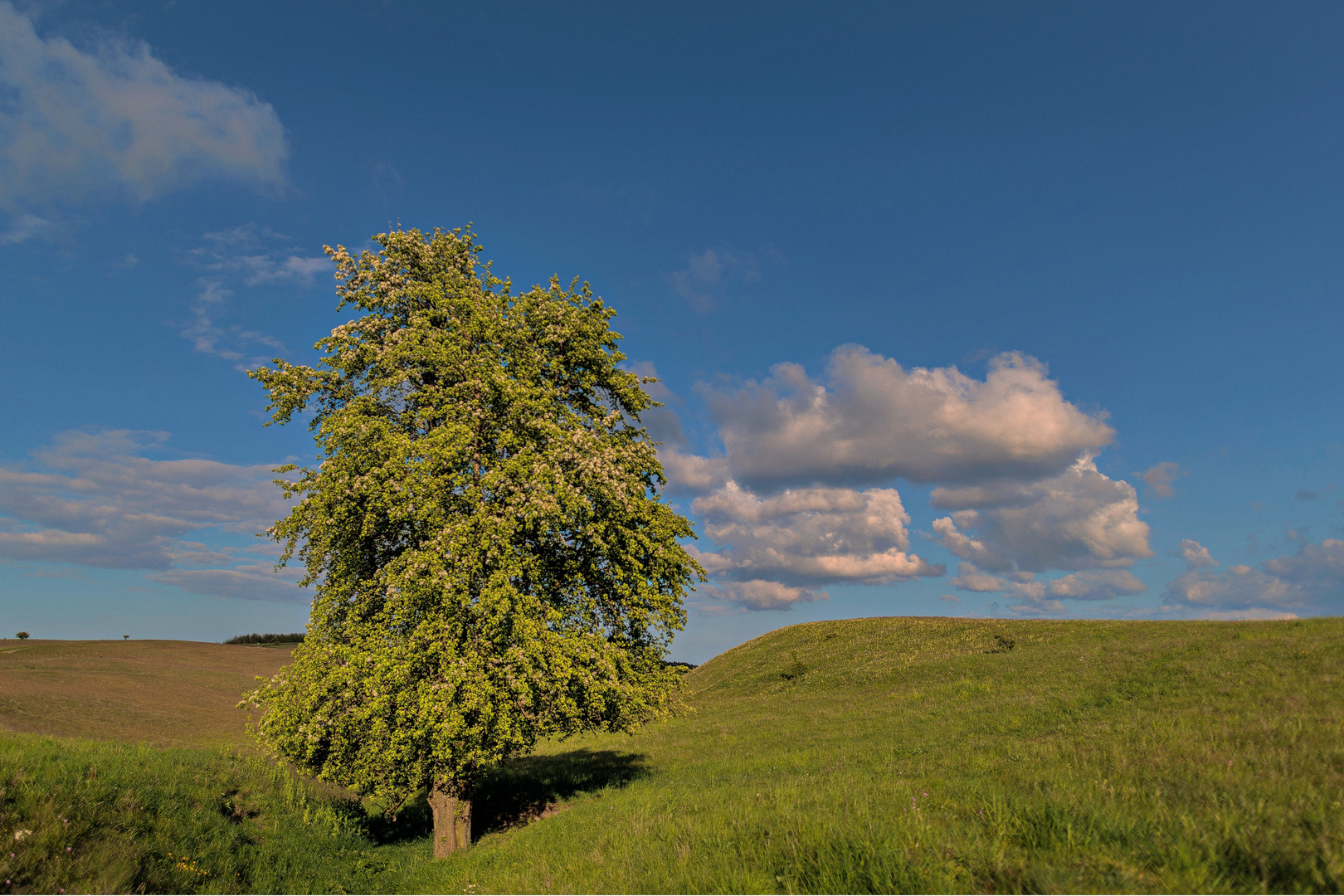 Baum in den Zickerschen Alpen