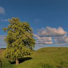 Baum in den Zickerschen Alpen