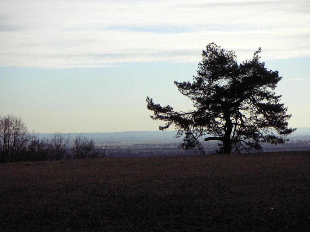 Baum in der Abenddämmerung