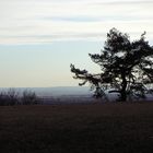 Baum in der Abenddämmerung