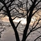 Baum in der Abenddämmerung