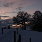 Baum in der Abenddämmerung