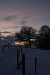 Baum in der Abenddämmerung