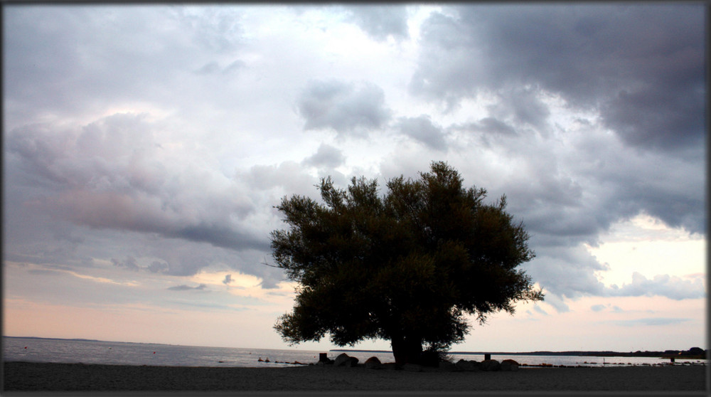 Baum in der Abendglut