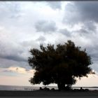 Baum in der Abendglut