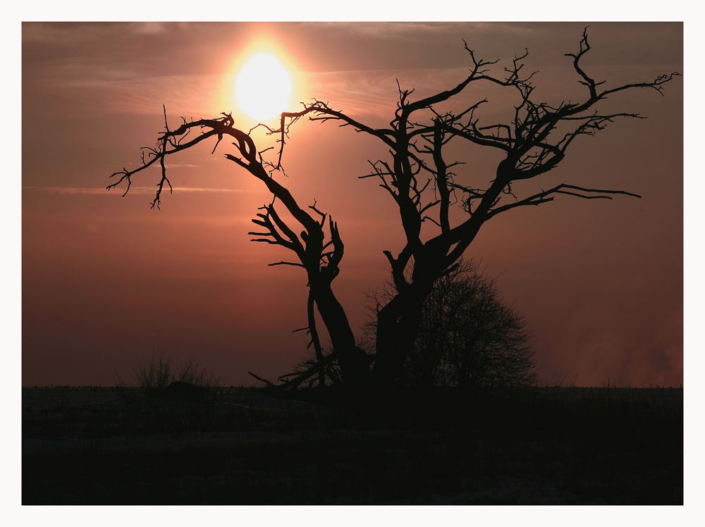 Baum in der abendlichen Wintersonne