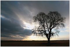 Baum in der Abendsonne