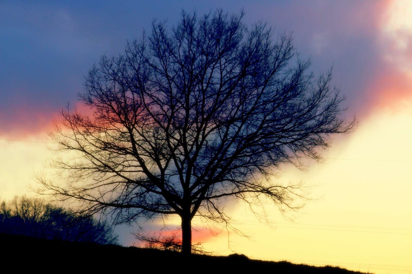 Baum in der Abendsonne