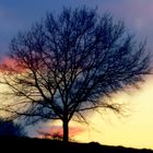 Baum in der Abendsonne