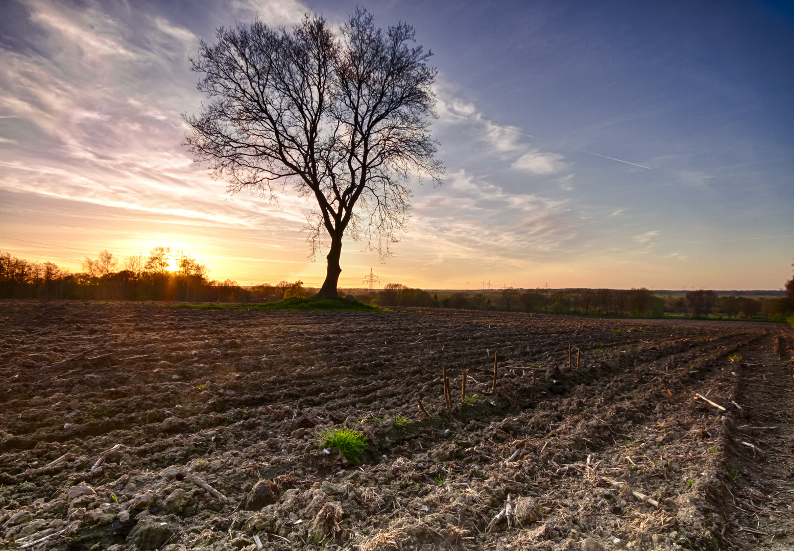 Baum in der Abendsonne