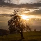 Baum in der Abendsonne