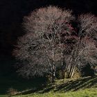 Baum in der Abendsonne