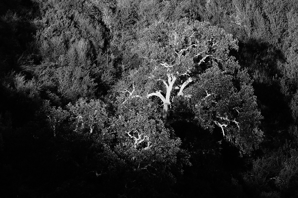 Baum in der Abendsonne