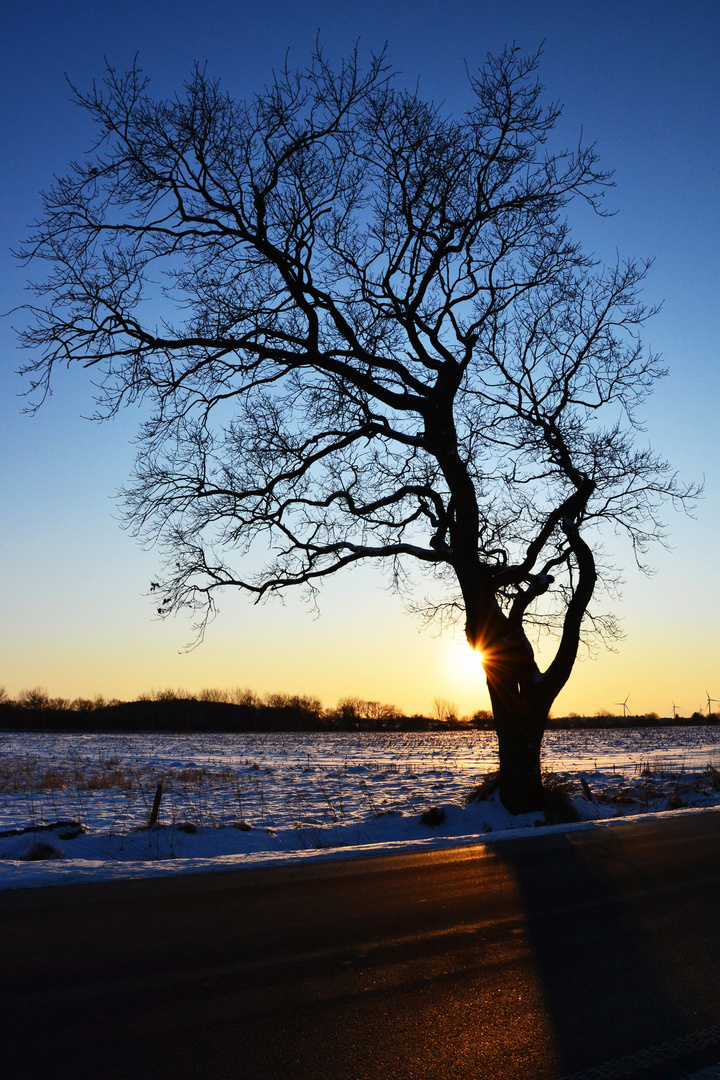 Baum in der Abendsonne