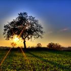 Baum in der Abendsonne