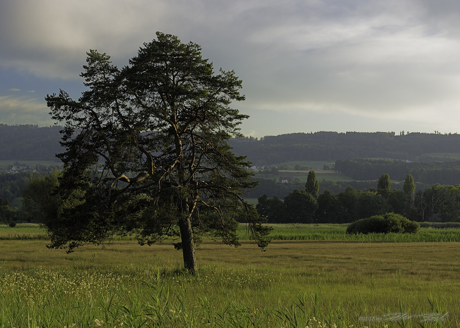 Baum in der Abendsonne