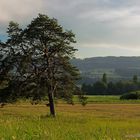 Baum in der Abendsonne