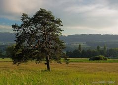 Baum in der Abendsonne