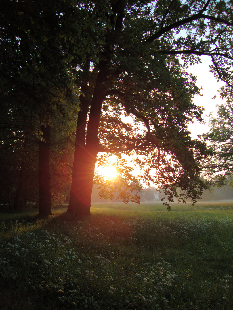 Baum in der Abendsonne