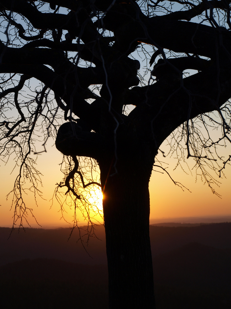 Baum in der Abendsonne