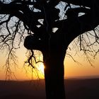 Baum in der Abendsonne