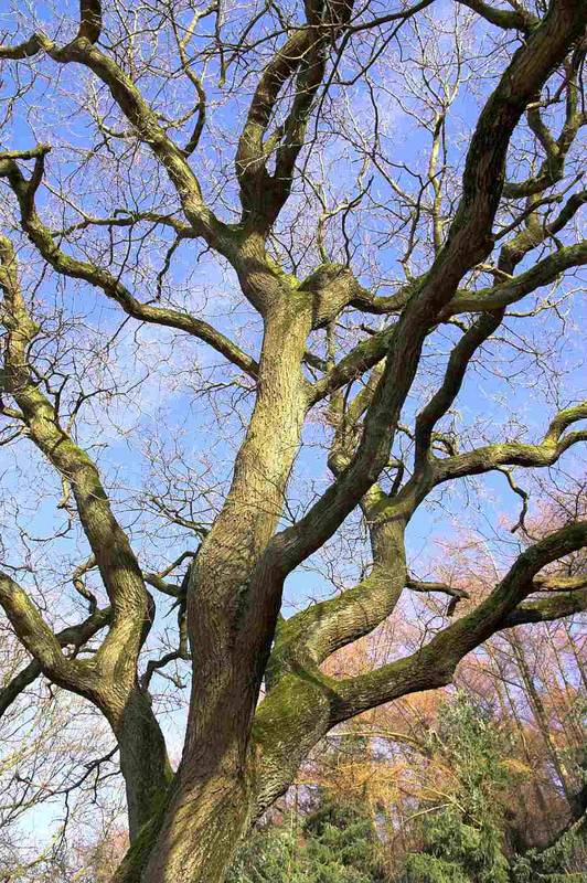 Baum in der Abendsonne