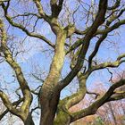 Baum in der Abendsonne