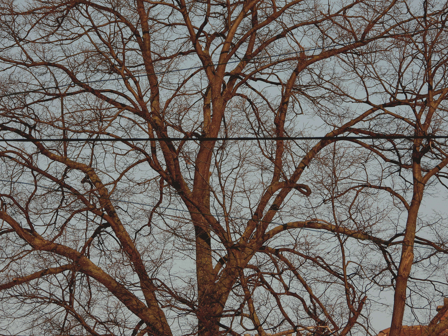 Baum in der Abendsonne (Spätblühend)