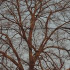 Baum in der Abendsonne (Spätblühend)